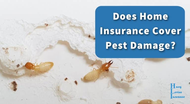 Does Home Insurance Cover Pest Damage?